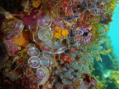 Ovatura di Fasciolaria lignaria